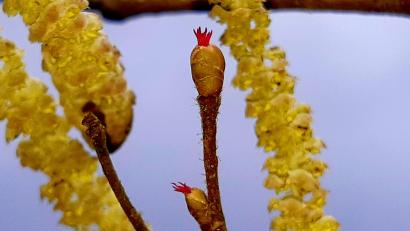 Bild: Wolfgang Winter/exb
Die länglichen gelben Zäpfchen sind die männlichen Blüten der Hasel, die den Blütenstaub abgeben. Die kleinen roten Büschelchen sind weibliche Samenblätter, die in voller Blüte stehen. Aus ihnen erwachsen im Sommer die Haselnüsse.