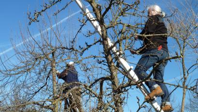 Archivbild: Portner
Der Obstbaumschnitt im Frühling steht bevor. Viele Gartenbauvereine, wie hier im Bild der OGV Oberviechtach, bieten Kurse auch für Nichtmitglieder an.