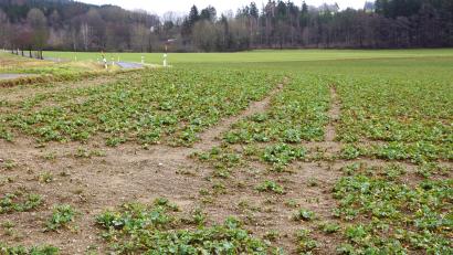 Bild: bkr
18 Hektar groß ist die vorgesehene Fläche für eine Freiflächen-Photovoltaikanlage. Sie befindet sich rechts der Straße zwischen dem Waldsee und Lenau.