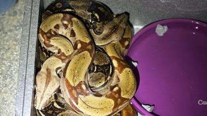 Bild: Polizeiinspektion Schwandorf/exb
Diese beiden Boa Constrictor wurden im Schwandorfer Tierheim abgegeben.