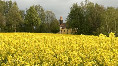 Archivbild: dob
Die blühenden Rapsfelder sind eine sehr gute Bienenweide und maßgeblich für den Erfolg einer Honigernte für die Imker.