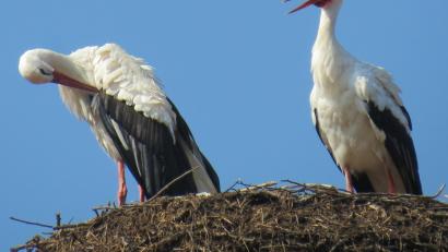Symbolbild: Köppl
Wieder dahoam: Seit 9. Februar sitzen sie, wie auf diesem Symbolbild, zu zwei auf dem Nabburger Friedhofsturm. Der erste Storch ist als Vorauskommando bereits seit 5. Februar wieder da.