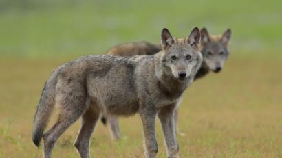 Bild: Torsten Beuster/-/dpa/Symbolbild
Ein Mann starb in Südtirol an Bisswunden eines noch unbekannten Tieres. Ein Wolf oder ein Hund kommen als Täter infrage.