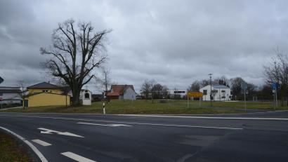 Bild: bey
Der Schutzengelbaum muss erhalten werden. Das fordert Sonja Reichold (Grüne) in der Marktgemeinderatssitzung.