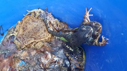 Archivbild: Conny Klier/exb
Ein Grasfrosch-Paar und eine Erdkröte im Eimer am Krötenzaun in Ranna.