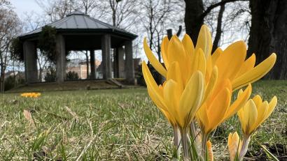 Bild: Heike Unger
Endlich wird's wieder ein bisschen bunter draußen: Im Englischen Garten in Amberg blühen die Krokusse.