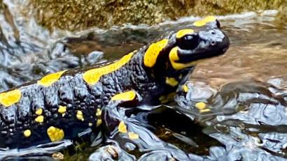 Bild: gri
Ein Feuersalamander aus dem Naabgebirge: Feucht und kühl mag es der Lurch am liebsten. Am besten auch menschenleer.