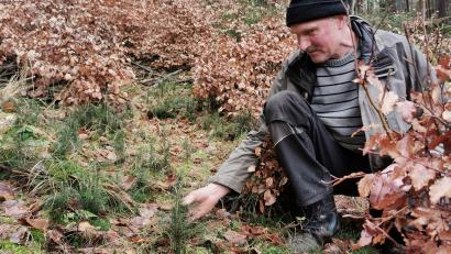 Bild: Portner
Hier klappt die Naturverjüngung nicht: Im Frauensteiner Wald von Hans Sorgenfrei aus Gaisthal sind alle kleinen Fichten und auch viele Buchen vom Rehwild verbissen.