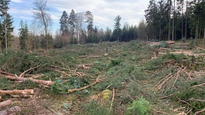 Bild: Bürgerinitiative Brand/exb
Im Raum Regensburg lässt Tennet bereits für den Süd-Ost-Link eine Trasse durch den Wald schlagen.