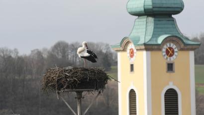 Bild: Gabi Schönberger
In Neustadt/WN ist der Storch bereits im Horst gelandet.