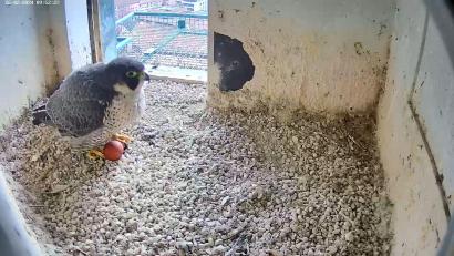 Bild: -/Lebensraum Burg/Regierung von Mittelfranken/dpa
Ein Screenshot aus einem Video einer Webcam zeigt einen Wanderfalken mit einem Ei.