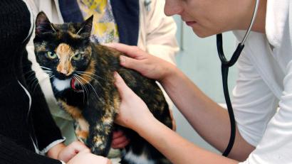 Symbolbild: Patrick Pleul/Zentralbild/dpa
160 bis 200 Euro kostet es, eine Katze zu sterilisieren, 110 bis 120 Euro die Kastration eines Katers.