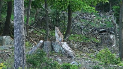 Bild: Landesamt für Umwelt/exb
Seit 2016 leben im Steinwald wieder Luchse. Die Tiere sind offensichtlich gut durch den Winter gekommen. Im Bild ein Luchs-Männchen auf einem Baumstumpf im Steinwald.