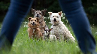 Bild: Nicole Gräf Kulmbach 
Peter Popps Hunde-Rasselbande: "Bitte recht freundlich!"