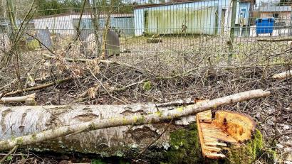 Bild: Gabi Schönberger
Die ersten Bäume sind gefällt. Direkt neben dem alten Weidener Tierheim (Hintergrund) entsteht nun ein neues Zuhause für heimatlose Tiere aus Weiden und dem Landkreis Neustadt. Läuft alles nach Plan, soll es der Neubau schon in einem Jahr fertig sein.