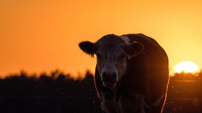 Symbolbild: Frank Hammerschmidt
Das Besamungsunternehmen RiverGen hat 206.000 Euro für einen Bullen bezahlt.