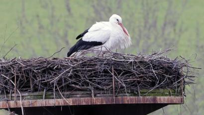 Bild: lst/exb
Ein bisschen Posieren muss nach der Winterrückkehr schon sein: Das Männchen des Flosser Storchenpaares hat am Mittwochmittag wieder den 17 Meter hohen Masten bei der Spezialtiefbaufirma Gollwitzer in Beschlag genommen.