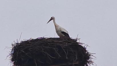 Bild: gis
Storch "Rudi" ist wieder zurück in Mehlmeisel.