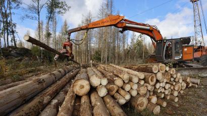 Symbolbild: Matthias Bein/dpa/Symbolbild
Die Forstbetriebsgemeinschaft Tirschenreuth hat im vergangenen Jahr 93.507 Festmeter Holz vermarktet. Auf dem Bild wird mit Forsttechnik aus einem Waldstück Totholz entfernt.