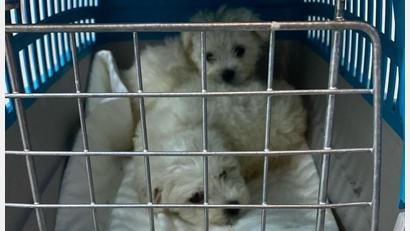 Bild: Grenzpolizeiinspektion Selb
Polizisten entdeckten zwei Hundewelpen bei einer Kontrolle.