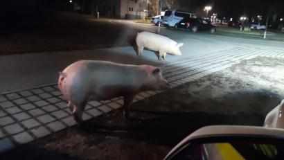 Bild: Polizeipräsidium Mittelfranken
Zwei der entlaufenen Schweine stehen in der Nähe eines Polizeiautos.