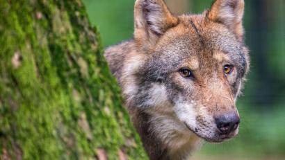 Bild: Lino Mirgeler/dpa/Symbolbild
Ein Wolf schaut hinter einem Baum hervor.