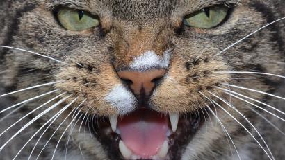 Symbolbild: Stefan Sauer/dpa
Eine fauchende Katze.