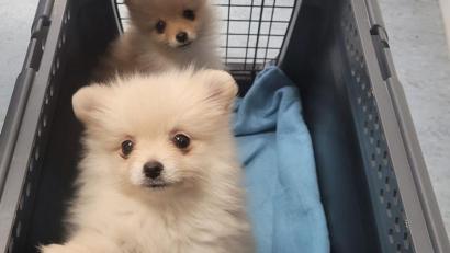 Bild: Bundespolizeiinspektion Freilassing/dpa
Zwei sichergestellte Hundewelpen sitzen in einer Transportbox.