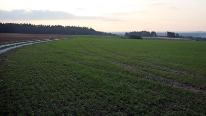 Bild: jma
Auf der Rauh nennen Einheimische das Flurstück, das Standort des Photovoltaik-Parks werden soll.