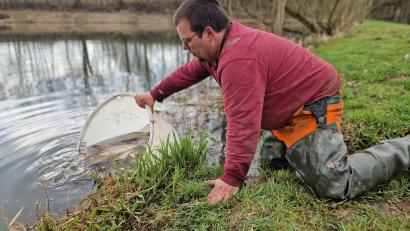 Bild: exb/Stadtgärtnerei Weiden
Stefan Reitzig, Mitarbeiter der Stadtgärtnerei Weiden, setzt die Fische aus dem Kaltenecker Weiher vorübergehend in ein anderes Gewässer um.