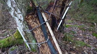 Bild: bkr
Ob dieser Biberschutz wirksam gewesen wäre, lässt sich nicht sagen. Der Grundstückseigentümer hat den Baum bereits wieder davon befreit.