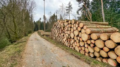 Bild: Matthias Bäumler/fph
Reichlich Bäume haben die Mitarbeiter eines Forstbetriebs im Auftrag des Amts für Ernährung, Landwirtschaft und Forsten am Steinwaldradweg bei Waldershof gefällt.