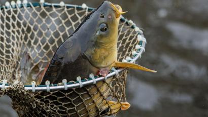 Bild: Daniel Karmann/dpa/Symbolbild
Ein Karpfen liegt beim Abfischen eines Teiches in einem Kescher.