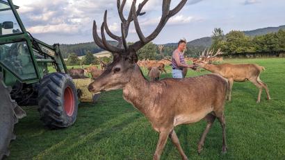 Bild: eib
Martin Biegerl beim täglichen Füttern des Rotwilds – Streicheleinheiten und Genuss der Landschaft inklusive. Eigentlich sollte das Gras auf der Weide ausreichen, doch seit der großen Trockenheit im Juni verlangen die Hirsche zusätzliche Schmankerl.