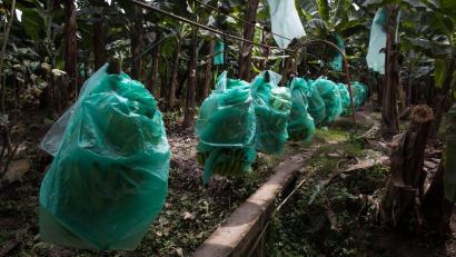 Bild: David Diaz/dpa
Bananen wachsen meist mit geringen Produktionskosten in Süd- und Mittelamerika, hier in Ecuador. Doch es gibt Probleme im Anbau.