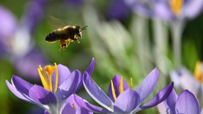 Bild: Katrin Requadt
Die milden Temperaturen haben die Natur frühzeitig in Gang gebracht.