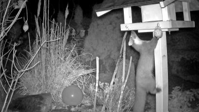 Bild: Hans Heimler/exb
Die Aufnahme der Wildkamera beweist: Ein Marder klaut die Meisenknödel vom Vogelhäuschen in Wolfring.
