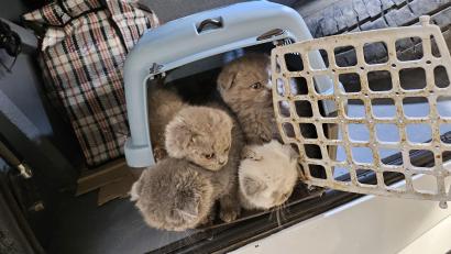Bild: Bundespolizei Waidhaus
Insgesamt 18 Katzen befreite die Bundespolizei aus dem Buskofferraum.