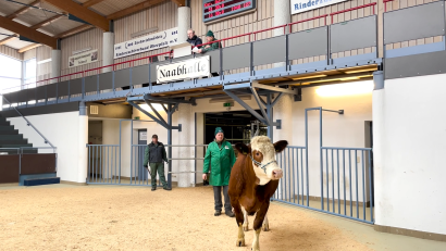 Bild: Verena Büchner/exb
Landwirte, Besamungsstationen und Vertreter des Rinderzuchtverbands bieten auf der Auktion in Schwandorf fleißig auf Kühe wie Flora und Rosi.