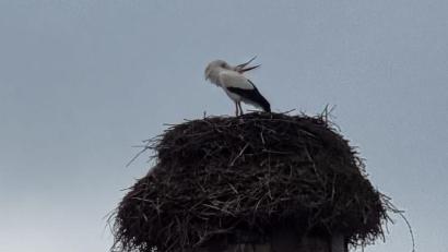 Bild: gz
Ein Storch erkundete die Gegend und der zweite machte mit einem Klapperkonzert auf sich aufmerksam.