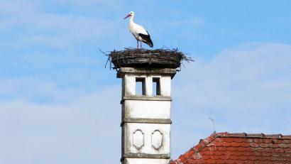 Bild: wro
Ein Storchenpaar bereichert wieder Falkenberg. Während einer der Störche auf Materialsuche ist, bewacht der andere das Nest.