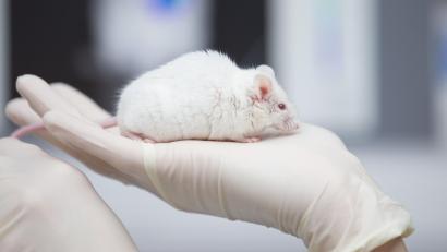 Symbolbild: Friso Gentsch/dpa
Die Universität Regensburg bekam für einen Tierversuch mit Mäusen einen Negativpreis - zu Unrecht, finden die Verantwortlichen.