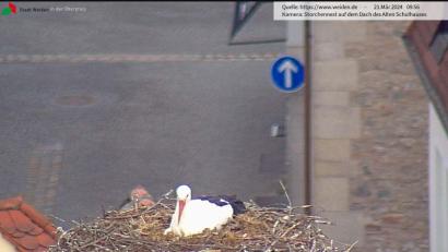 Bild: Screenshot Webcam Stadt Weiden
Das Storchenpaar auf dem Alten Schulhaus brütet. Zwei Eier sollen laut Webcam im Nest liegen.
