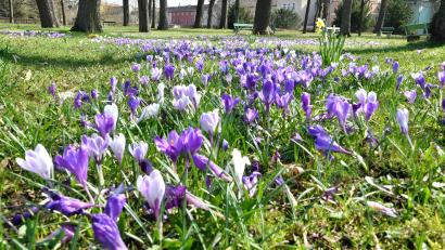 Bild: Petra Hartl
Im Englischen Garten in Amberg blühen derzeit herrlich unzählige Krokusse.