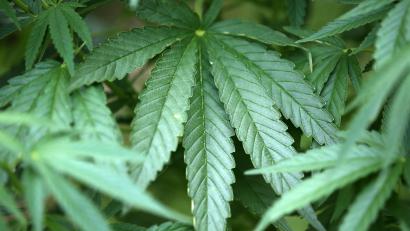 Symbolbild: Oliver Berg/dpa
Das Gesetz zur Legalisierung von Cannabis hat den Bundesrat passiert.
