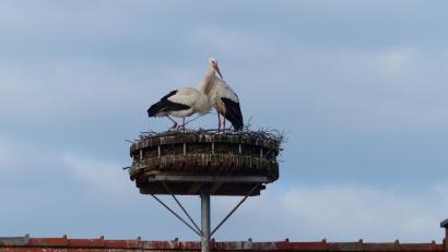 Bild: hme
Friedlich vertreiben sich die Störche die Zeit im Nest in Luhe.