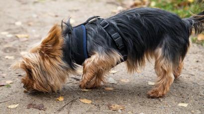 Symbolbild: Christin Klose
Ein Yorkshire Terrier ist Opfer einer Beißattacke geworden.
