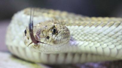 Bild: Roland Weihrauch/dpa/Symbolbild
Eine Klapperschlange kriecht durch ihr Terrarium.