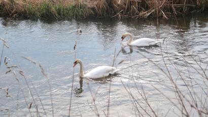 Bild: rha
Schwäne in den Vilsauen.