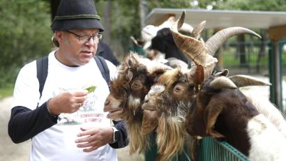 Bild: Hirsch
Musiker Helmut Haider lockt im Wildpark Höllohe mit einem Salatblatt die italienische Girgentana-Ziegen an, für die er die Patenschaft übernommen hat.